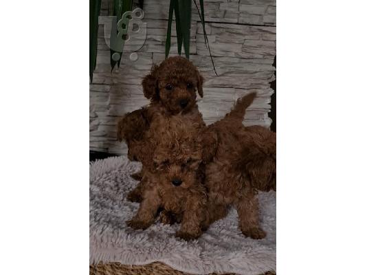 Κόκκινα toy poodles